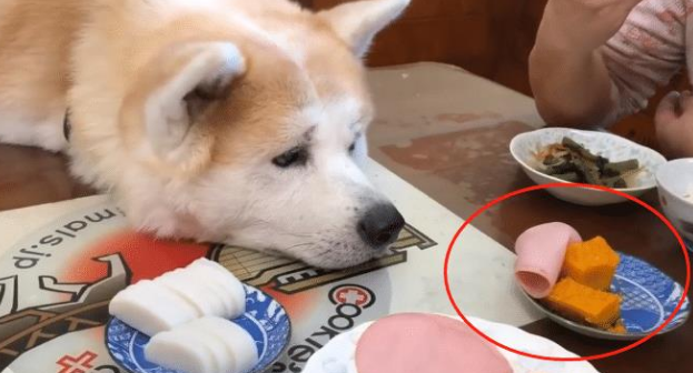秋田犬已经9岁了,却像“忍者”一样,结果让主人防不胜防 秋田犬已经9岁了,却像“忍者”一样,结果让主人防不胜防