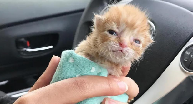 救助的小猫只有四天大,为了让小猫恢复健康,只好随身携带 救助的小猫只有四天大,为了让小猫恢复健康,只好随身携带