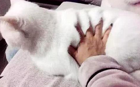 女子邀请闺蜜来家玩，闺蜜直接给了猫咪一巴掌