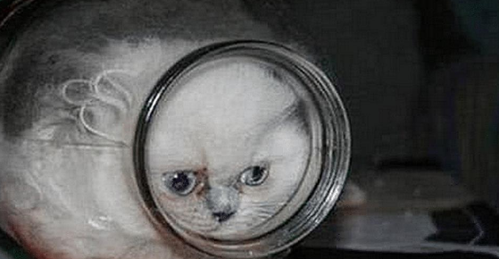 女主领养小奶猫，半夜起床发现桌上有点奇怪，低头一看不淡定了 