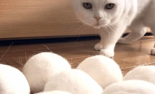 主人有收集猫发的癖好，三年后集成“七龙珠”，喵仔细一看傻眼了