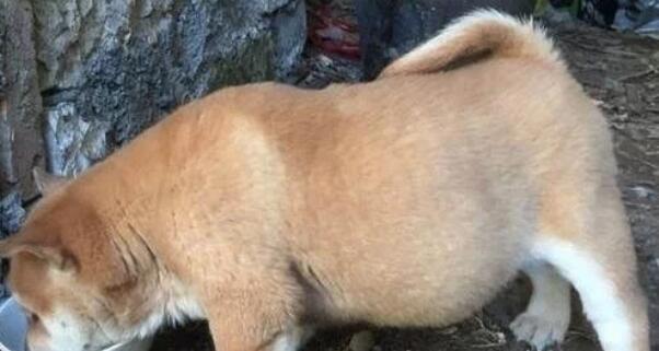 网友捡了一只田园犬,带回家养了两个月之后差点哭了:养不起啊 网友捡了一只田园犬,带回家养了两个月之后差点哭了:养不起啊