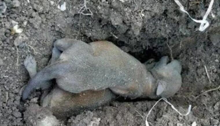 狗狗夜里生产哀嚎,主人却因贪睡不起,早起细瞧不淡定 狗狗夜里生产哀嚎,主人却因贪睡不起,早起细瞧不淡定
