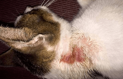 一国人在泰国虐猫遭举报，被逮捕时高喊：这在国内都不算事！