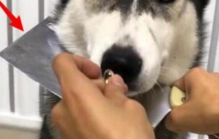 狗界智商最低的狗狗，哈士奇突然生病，一脸委屈的表情令人心痛！