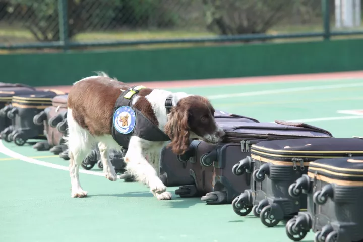 我收养了一只退役警犬