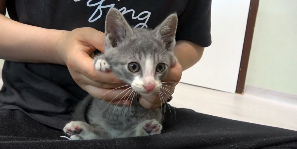 流浪小猫为口吃的,用身体不断撞门,猫:求求您,把门打开吧