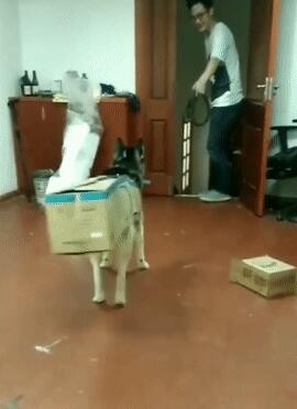 主人用纸箱给二哈做衣服,狗子套上纸箱后,做出的举动亮了…… 主人用纸箱给二哈做衣服,狗子套上纸箱后,做出的举动亮了……