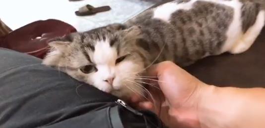 掷筊说服养猫！奴才连丢5个圣杯！