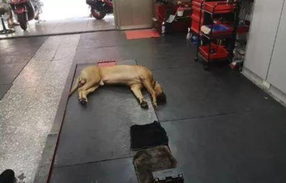 主人回家发现狗子头垂直朝下，以为它死掉了，走过去一看笑喷了.jpeg