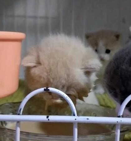 小奶猫一头扎进肉泥,抬起头时一脸懵,满脸糊满肉泥! 小奶猫一头扎进肉泥,抬起头时一脸懵,满脸糊满肉泥!