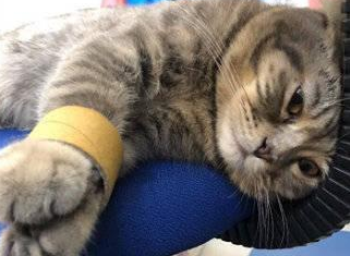 猫咪抓伤朋友,女主人是这样教训它的,真是太聪明了 猫咪抓伤朋友,女主人是这样教训它的,真是太聪明了