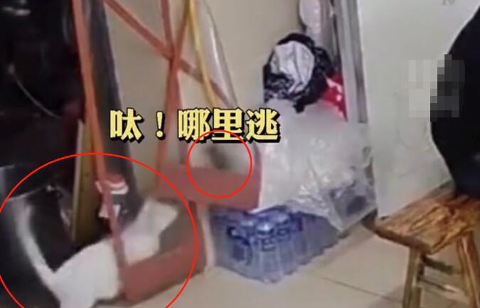 饭店上演“猫鼠大战”，白猫成功预判老鼠走位，5秒结束战斗