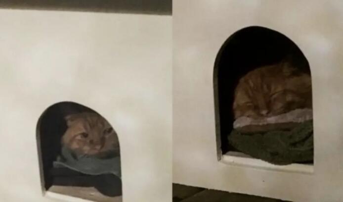男子说自己不爱猫,却花了一年的时间喂养流浪猫,结局好暖!