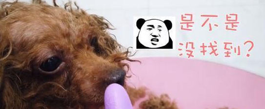女子捡到一只流浪犬,剃毛时,被狗狗身上的跳蚤吓哭 女子捡到一只流浪犬,剃毛时,被狗狗身上的跳蚤吓哭