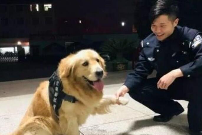 金毛走丢被送到派出所,民警直呼要被吃穷了,养不起呀!