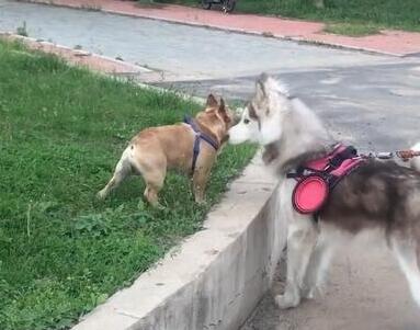 小怂狗法国斗牛犬，在家非常横，见阿拉斯加秒变木头人
