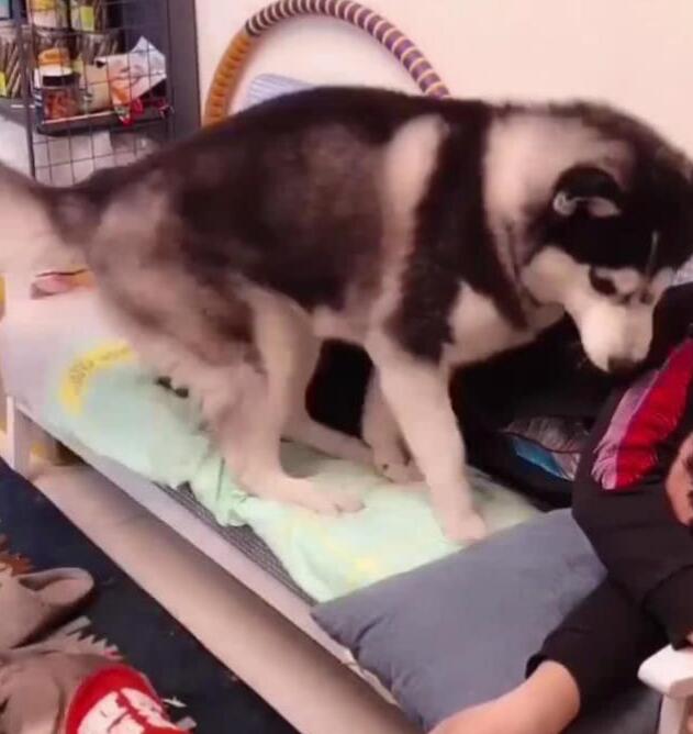 小狗睡在主人身边,老狗看到后,直接叼下地,汪:这个位置属于我 小狗睡在主人身边,老狗看到后,直接叼下地,汪:这个位置属于我