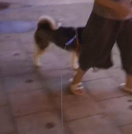 主子来领寄养的狗,被狗子狂揍一顿!狗:等我有事也把你寄养这里 主子来领寄养的狗,被狗子狂揍一顿!狗:等我有事也把你寄养这里
