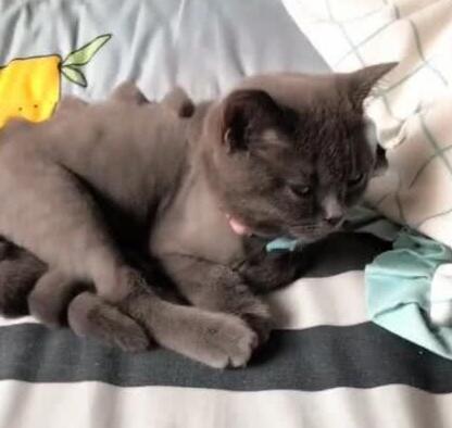 小猫咪一吃酸奶就激动,眼泪哗哗的流,原谅我不厚道地笑了! 小猫咪一吃酸奶就激动,眼泪哗哗的流,原谅我不厚道地笑了!