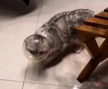 猫咪头部被玻璃瓶套住，淡定走猫步，主人一瞧哭笑不得！