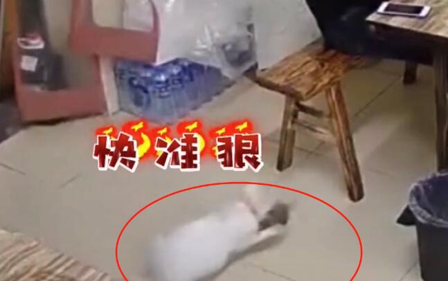 饭店上演“猫鼠大战”,白猫成功预判老鼠走位,5秒结束战斗 饭店上演“猫鼠大战”,白猫成功预判老鼠走位,5秒结束战斗
