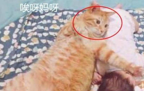 橘猫与宝宝一起午睡,结果忽然翻了个身,场面瞬间尴尬了 橘猫与宝宝一起午睡,结果忽然翻了个身,场面瞬间尴尬了