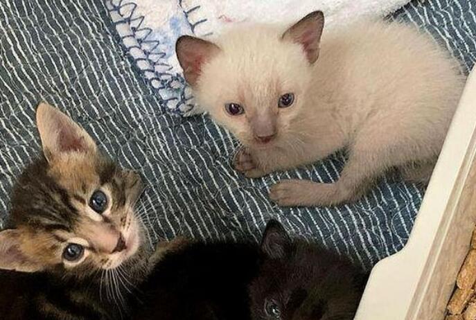 救下流浪小奶猫还不够,她花一年时间,终于把猫妈妈也找到了 救下流浪小奶猫还不够,她花一年时间,终于把猫妈妈也找到了