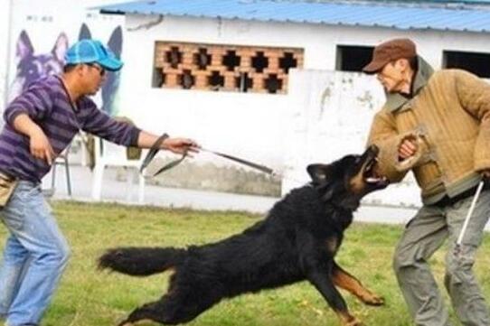 邻居: 狗又不养你要孝顺父母, 网友: 孝顺父母不是天经地义的事吗 邻居: 狗又不养你要孝顺父母, 网友: 孝顺父母不是天经地义的事吗