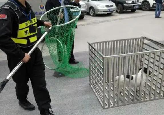 一个大网 一双长手套……九江公安打好犬类整治“组合拳”