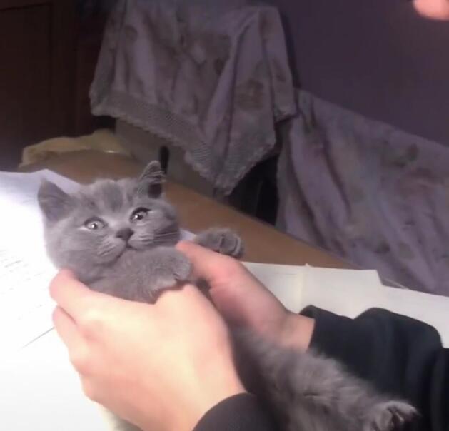 小猫咪每天提心吊胆，原来主人对它做这种事情，简直让人目瞪口呆
