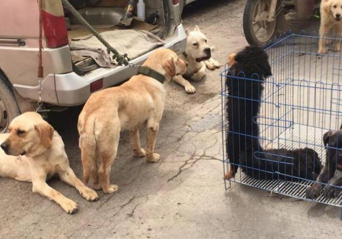 金毛被卖到狗肉馆, 主人数钱它依然抱着主人不肯离去, 令人心疼 金毛被卖到狗肉馆, 主人数钱它依然抱着主人不肯离去, 令人心疼