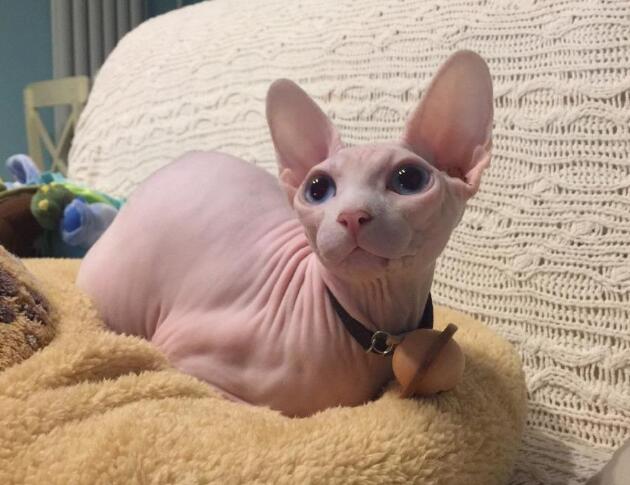 嫌无毛猫长得不好看,老妈亲自做衣服,网友:老妈这么重口味? 嫌无毛猫长得不好看,老妈亲自做衣服,网友:老妈这么重口味?