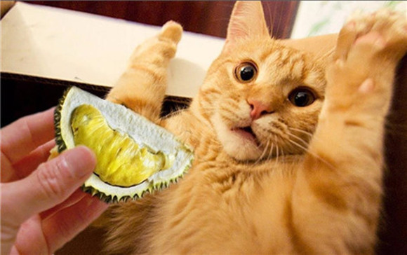 馋嘴猫咪偷吃火龙果变“花猫”?网友直呼,连腮红都省了…… 馋嘴猫咪偷吃火龙果变“花猫”?网友直呼,连腮红都省了……