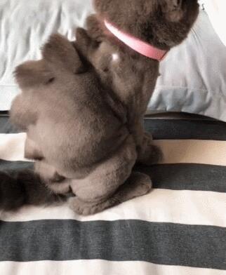 小猫咪一吃酸奶就激动,眼泪哗哗的流,原谅我不厚道地笑了! 小猫咪一吃酸奶就激动,眼泪哗哗的流,原谅我不厚道地笑了!
