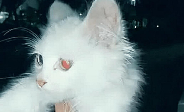 女子捡到流浪猫，抱起来发现它眼神有点奇怪，仔细一看不淡定了