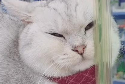 买完东西结账时，却只见猫咪在收银台，猫：除了吃，别的我不管！