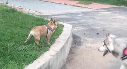 小怂狗法国斗牛犬，在家非常横，见阿拉斯加秒变木头人