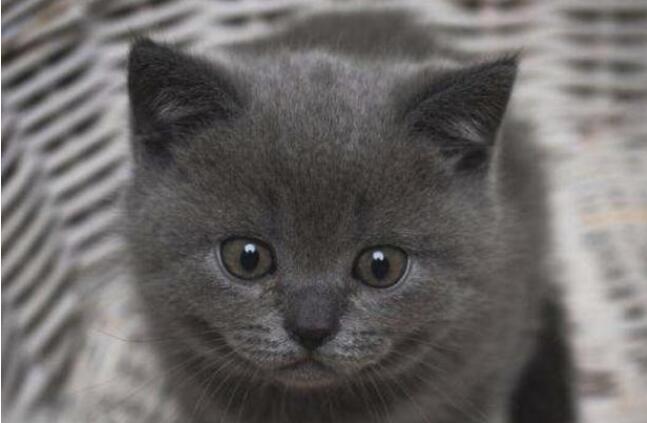 想要养一只蓝猫应该做什么？学会这几点之后，才可能饲养成功哦 