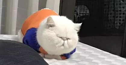 女子说猫咪脸太圆,圆规都画不出,网友不信,晒出照片后全都服了