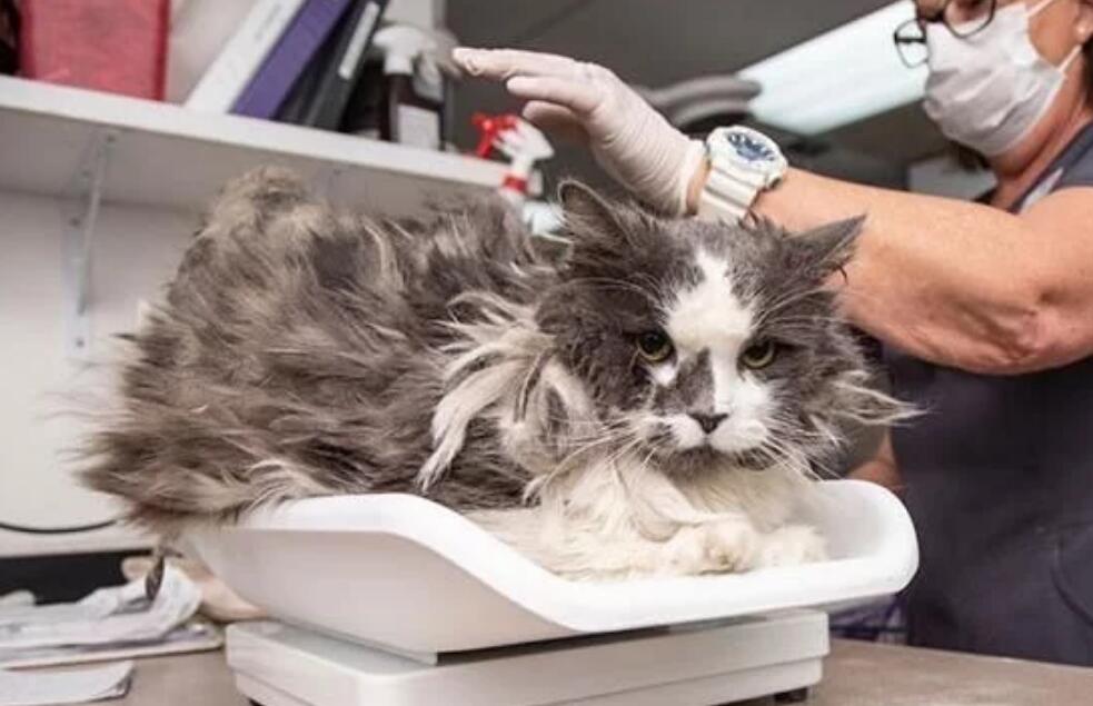 主人去世后，它变成“怪物猫”，剃毛一小时出现本来面目，美哭