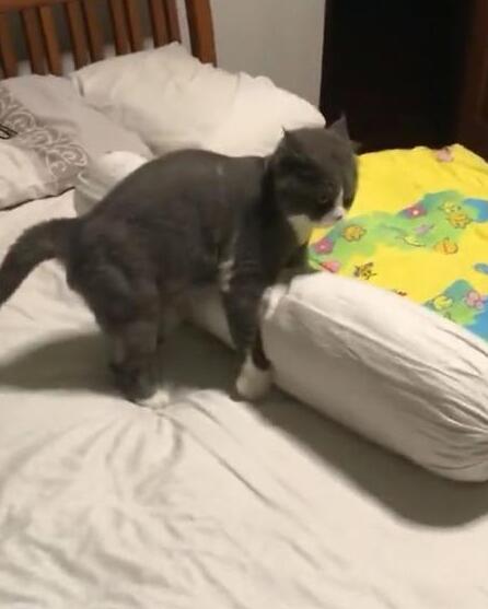 主人阻止猫在房间玩,猫的反应惹笑网友,网友:猫可能有神经病(图2)