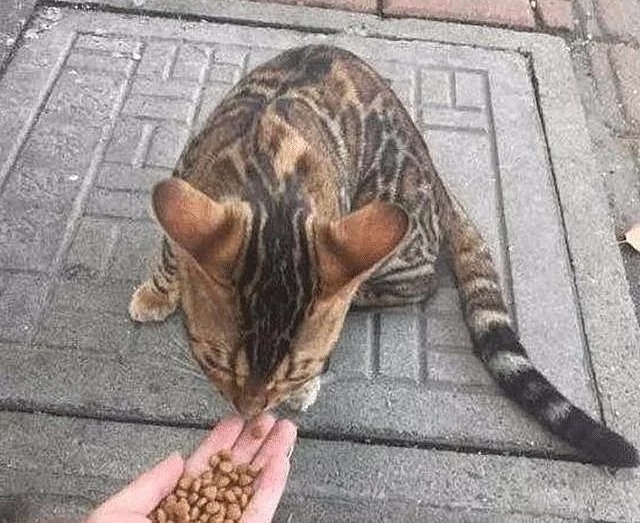 散步时遇见一只流浪猫,朋友看见照片后打来电话:行走的人民币呀 散步时遇见一只流浪猫,朋友看见照片后打来电话:行走的人民币呀