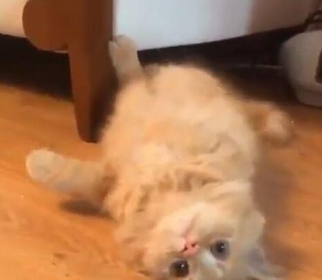 小橘猫喜欢藏在沙发下,主人呼叫它时,它的出场方式很炫酷了…… 小橘猫喜欢藏在沙发下,主人呼叫它时,它的出场方式很炫酷了……