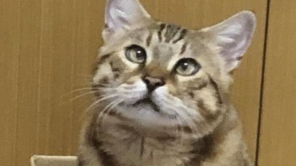 豹猫迷恋医生叔叔,陶醉量肛温,还窝手臂陪看诊! 豹猫迷恋医生叔叔,陶醉量肛温,还窝手臂陪看诊!