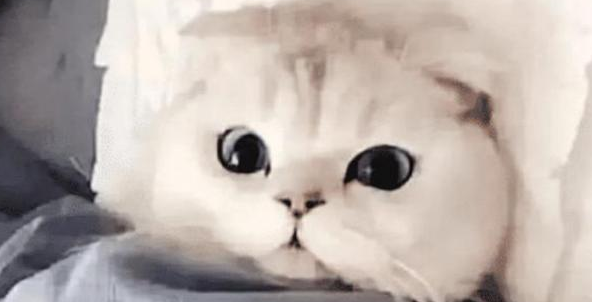 女孩让男友帮忙照顾猫咪,出差回来吃醋了:猫咪要抢我男友了 女孩让男友帮忙照顾猫咪,出差回来吃醋了:猫咪要抢我男友了