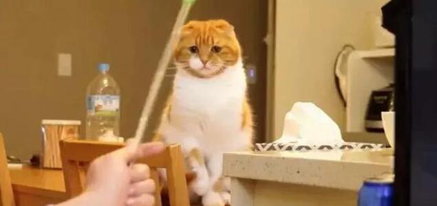 主人玩游戏，橘猫捣乱求关注被无情推开，猫咪伤心了：你不爱我了