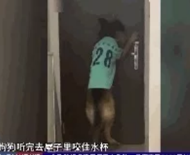 网红狗“糯米”走红网络，主人却被点名收罚单