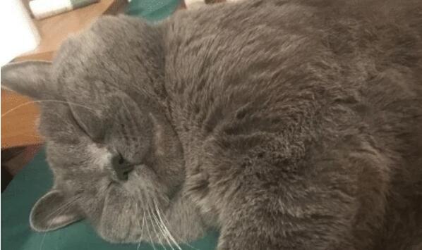 宠物店忘记公猫没结扎， “一夜同居5母猫”虚脱打点滴“续命”