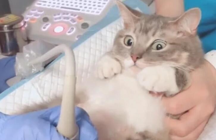 怀孕猫咪照B超,紧张又不敢乱动的样子萌坏了:是男娃还是女娃? 怀孕猫咪照B超,紧张又不敢乱动的样子萌坏了:是男娃还是女娃?